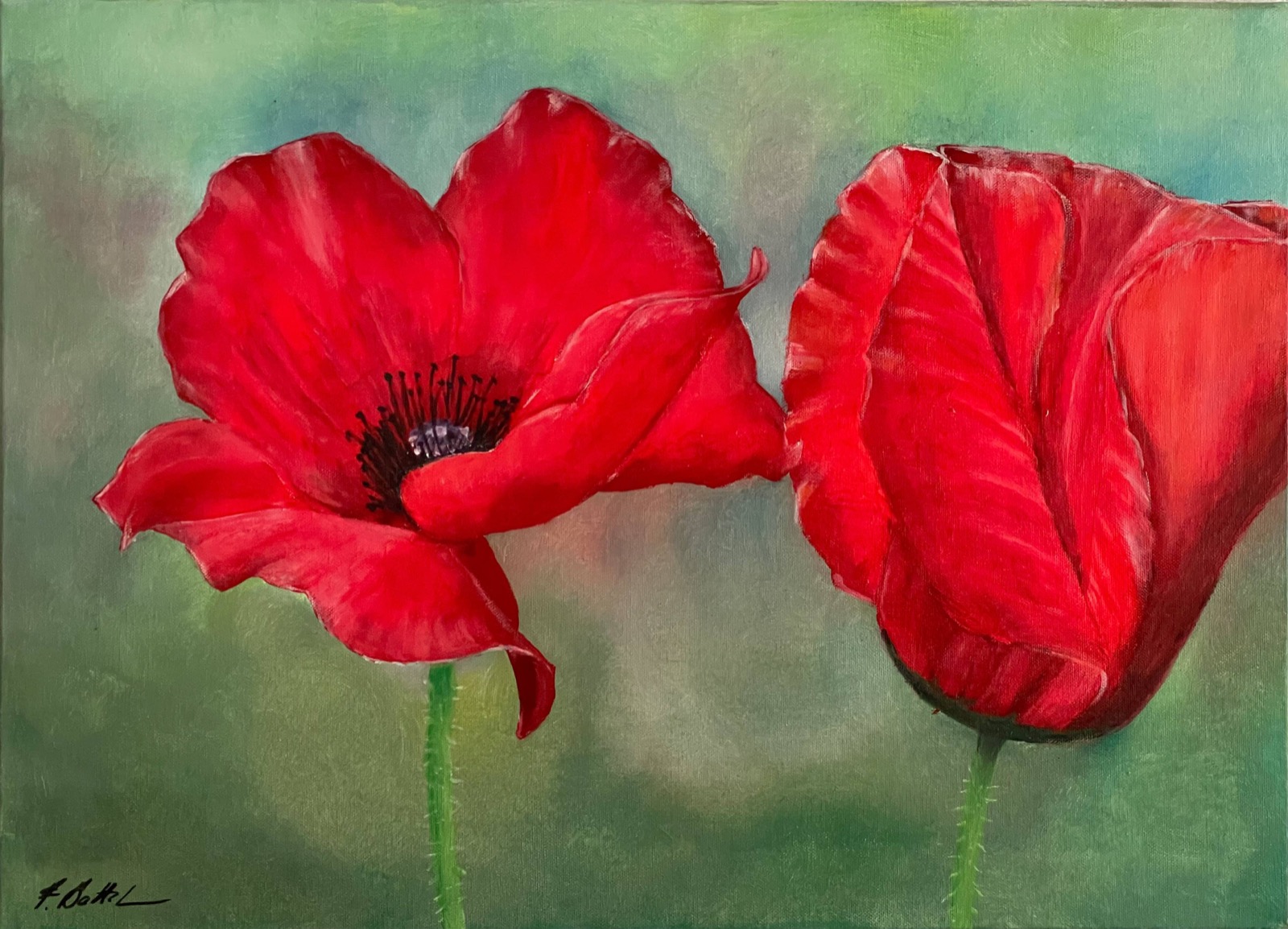Papaveri / Poppies